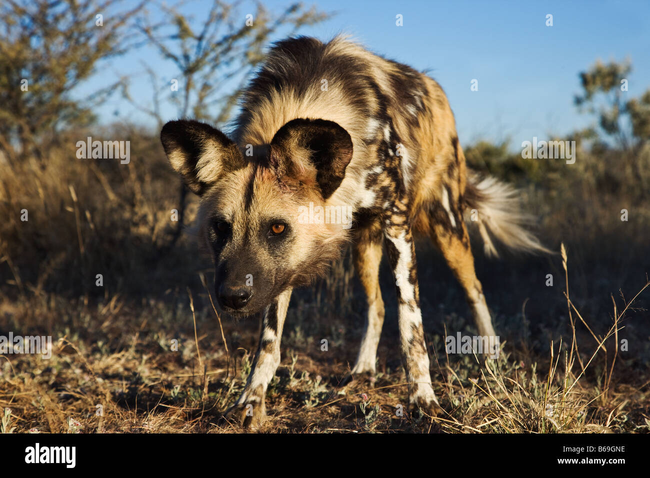 Afrikanischer wilder Hund LYKAON Pictus Endangered Dist Sub-Sahara-Afrika Stockfoto