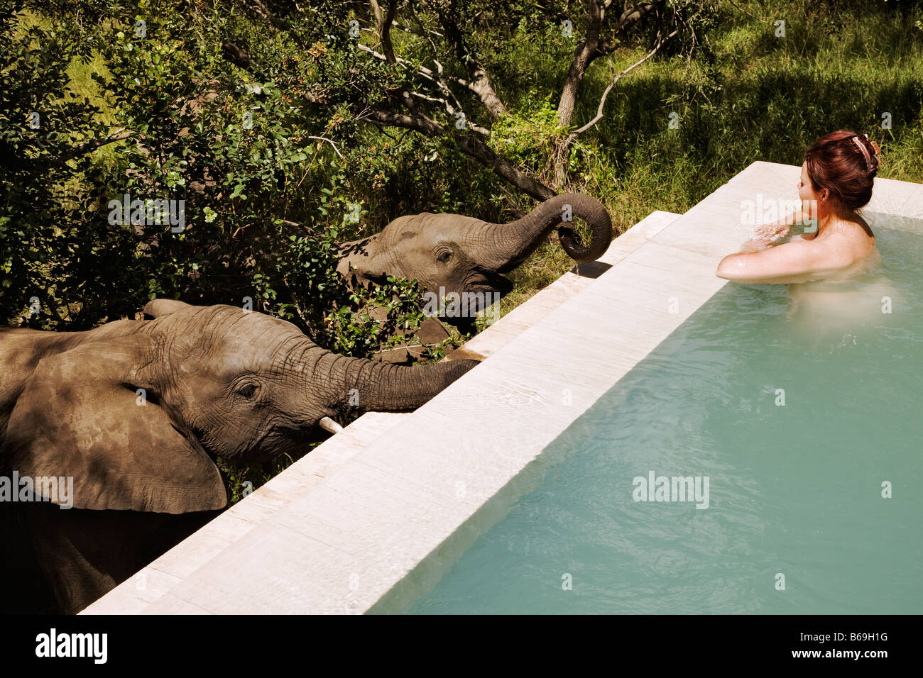 Zwei Elefanten trinken Wasser aus dem privaten Plunge Pool von einem Luxus-Suiten im Royal Malewane Private Game Lodge in Südafrika Stockfoto