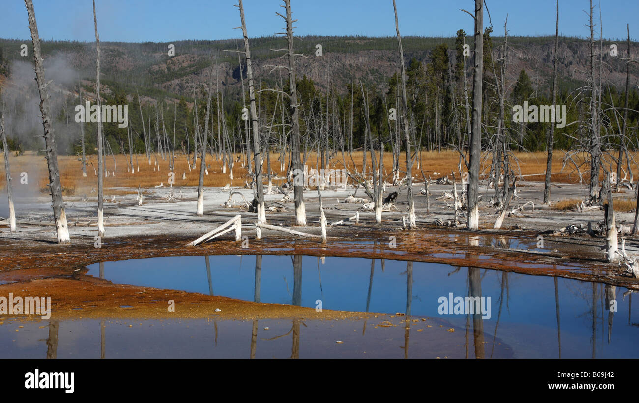 Tote Bäume spiegelt sich im blauen Wasser der schillernde Pool, schwarzen Sand Basin, Yellowstone-Nationalpark Stockfoto