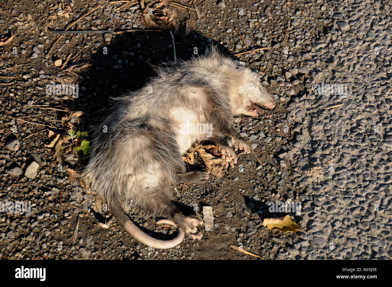 Road Kill.  Totes Opossum von Auto getötet. Stockfoto