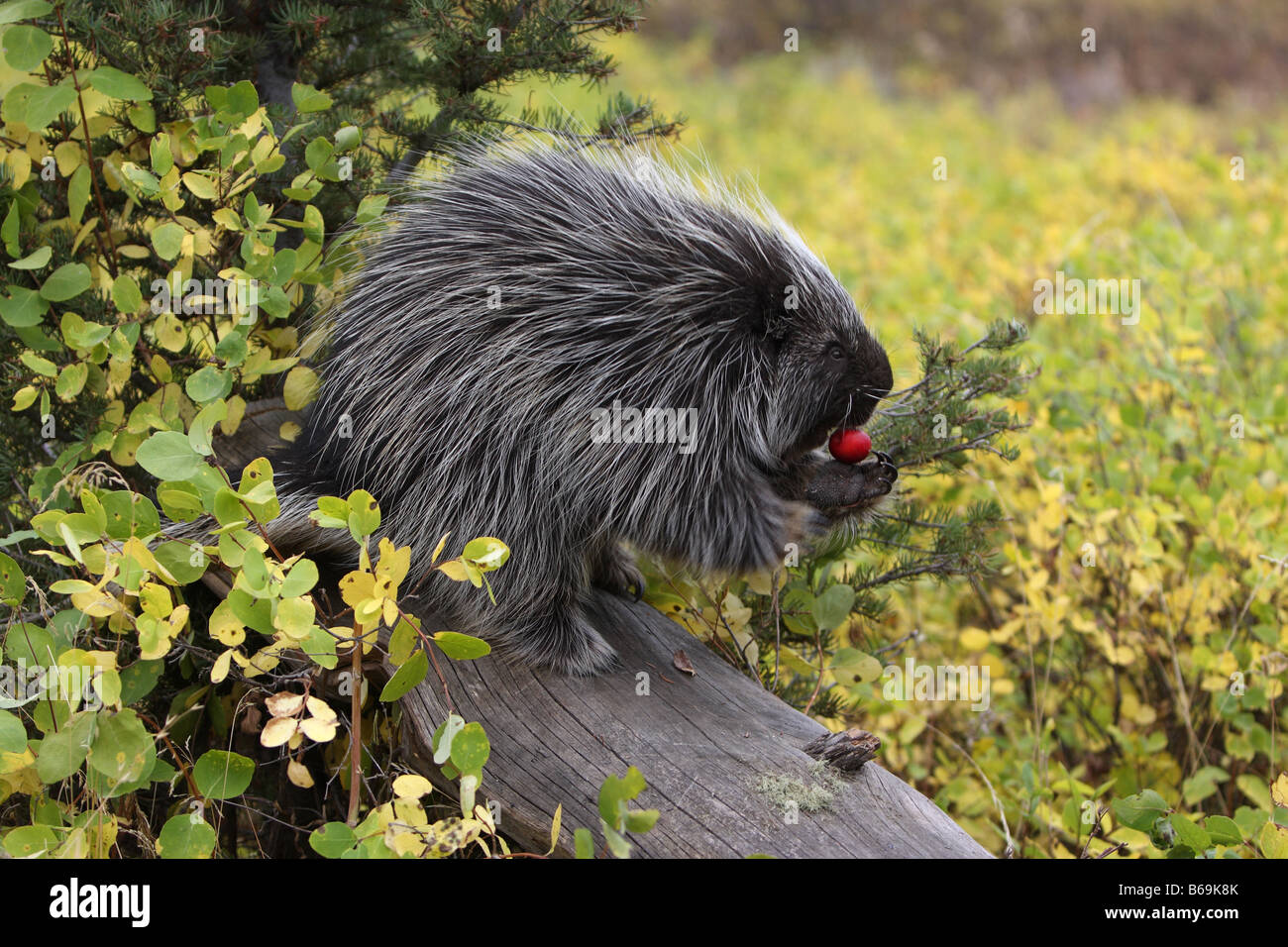 Stachelschwein Verzehr von Obst Stockfoto