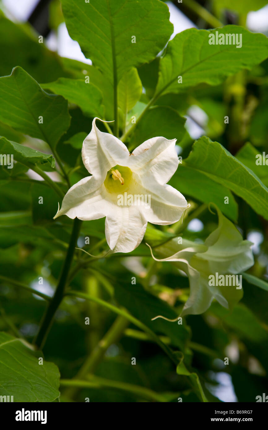 Brugmansia arborea Stockfoto