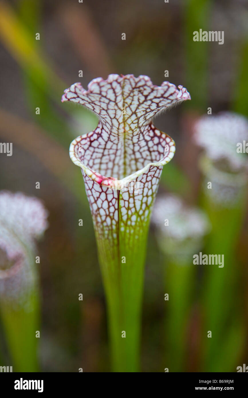 Sarracenia Alata x Leucophylla oder rote Kehle, roten Deckel Kannenpflanze Stockfoto