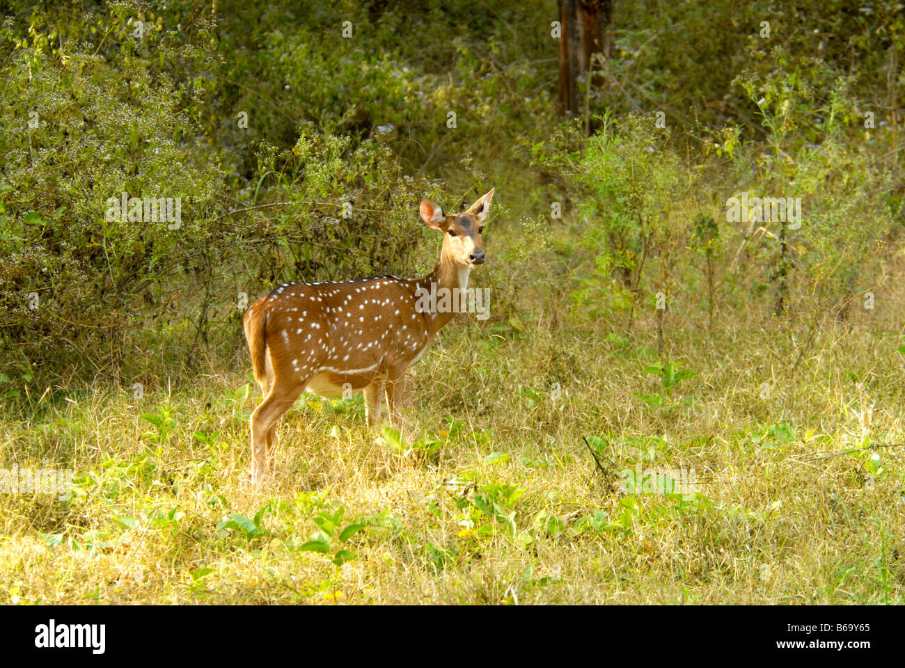 EINE GEFLECKTE REHE IN NAGARHOLE NATIONALPARK, KARNATAKA Stockfoto
