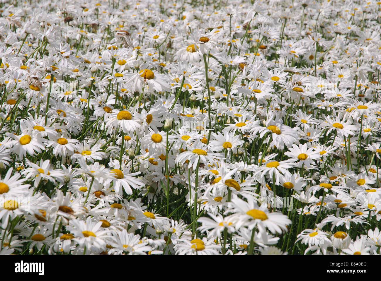 Bereich der weißen Margeriten für die Saatgutproduktion in Zeeland Niederlande Stockfoto