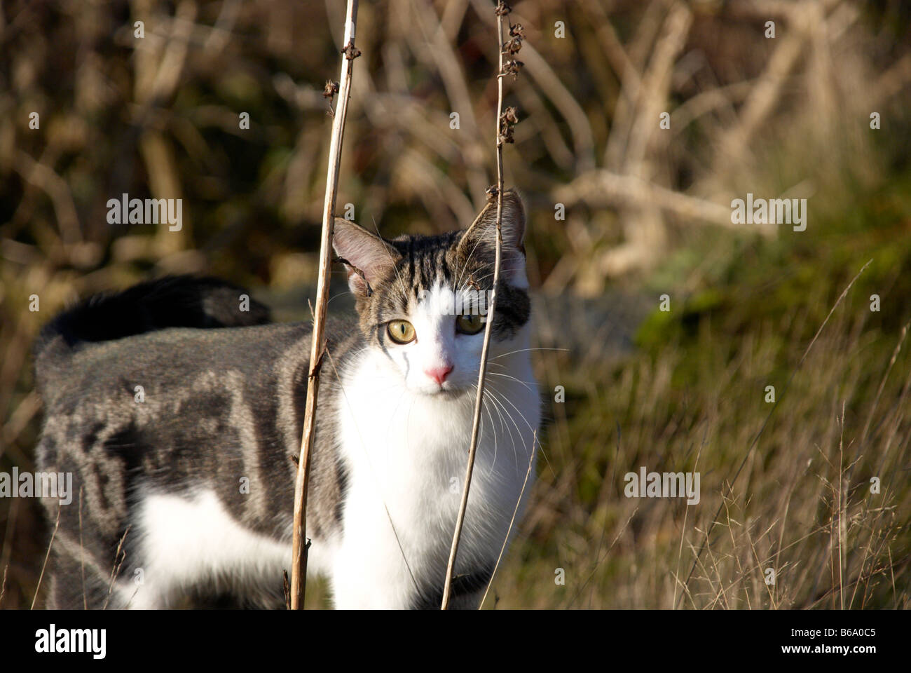 junge männliche Katze im freien Stockfoto