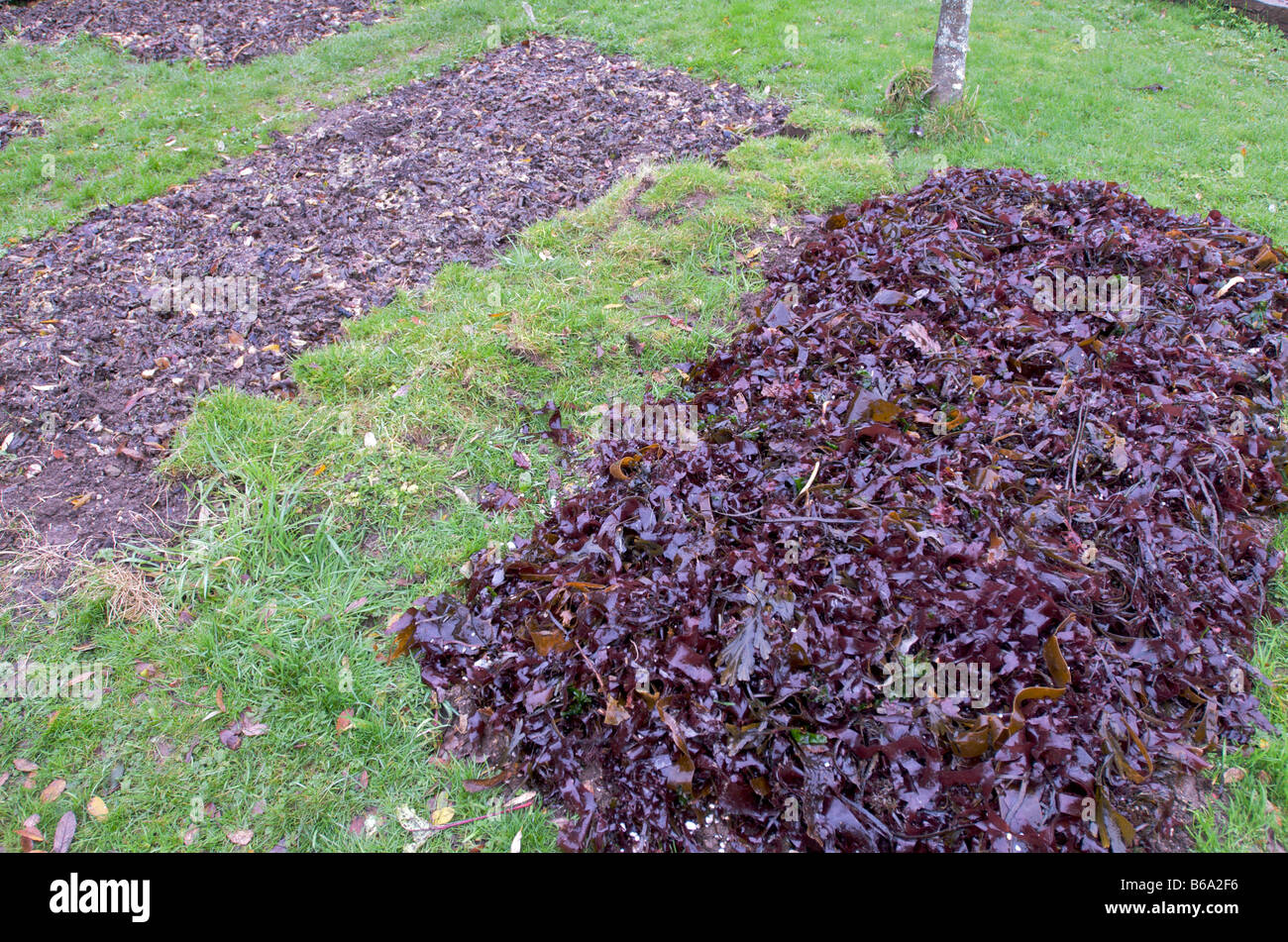Algen als Kompost auf einen kornischen Garten verwendet. Das linke Bett zeigt Algen, die für 2 Wochen verrotten überlassen worden. Stockfoto