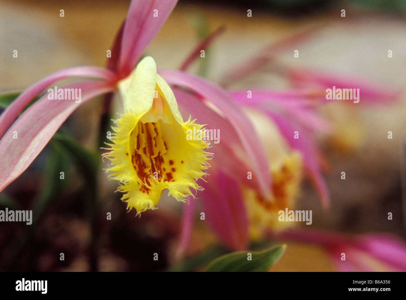 Orchidee Pleione Pfau Orchidee Pleione soufrier Stockfoto