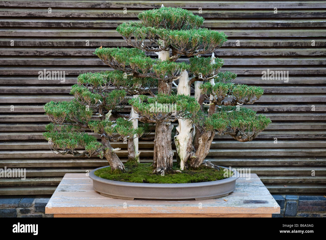 Hollywood Wacholder Wald (Juniperus Chinensis 'Kaizuka') als Bonsai  gezchtet. Bei Huntington Botanical Gardens, Santa Monica, USA  Stockfotografie - Alamy