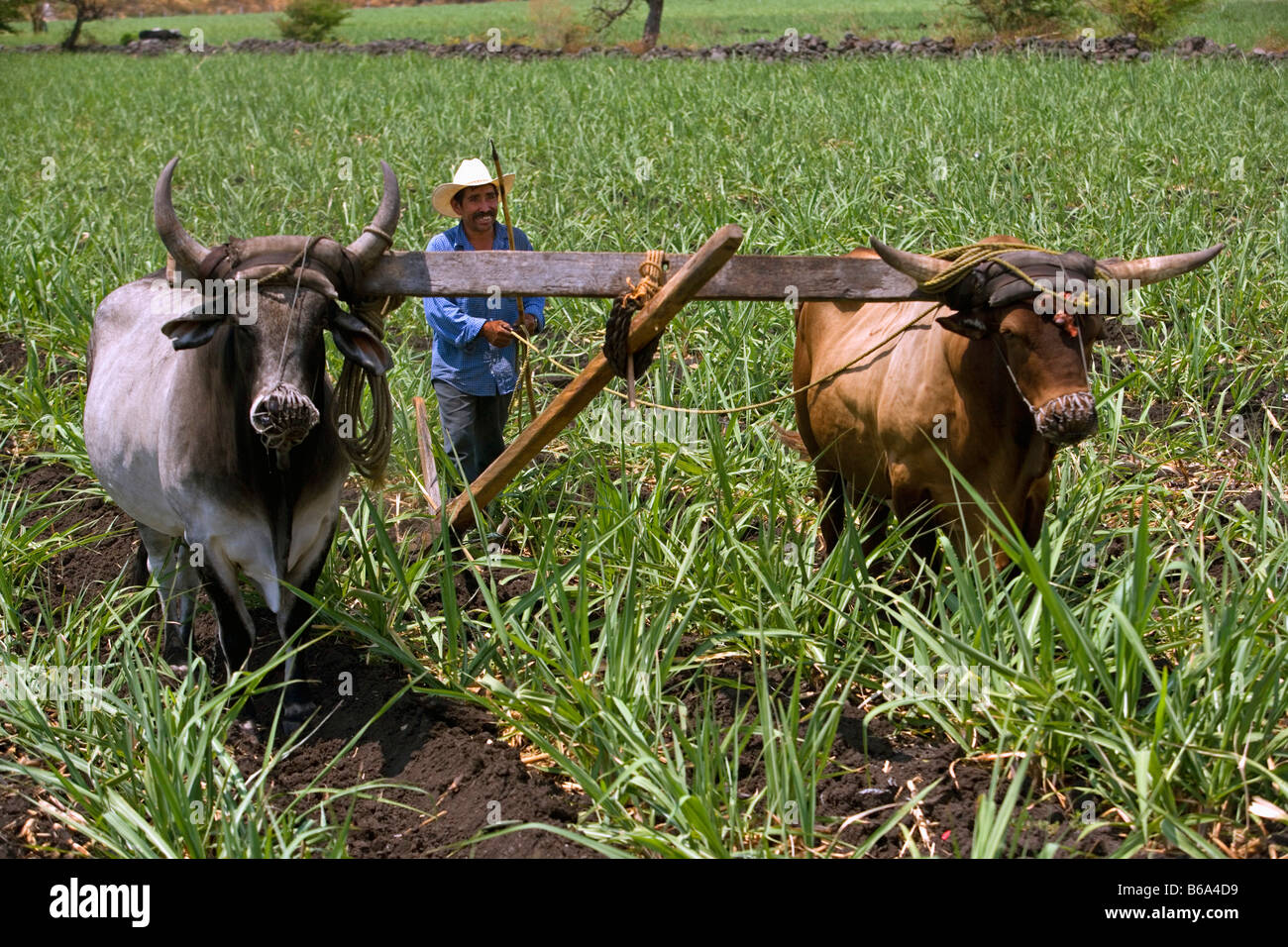 Mexiko, Morales, Cuernavaca, Landwirt in Zuckerrohr-Feld Stockfoto