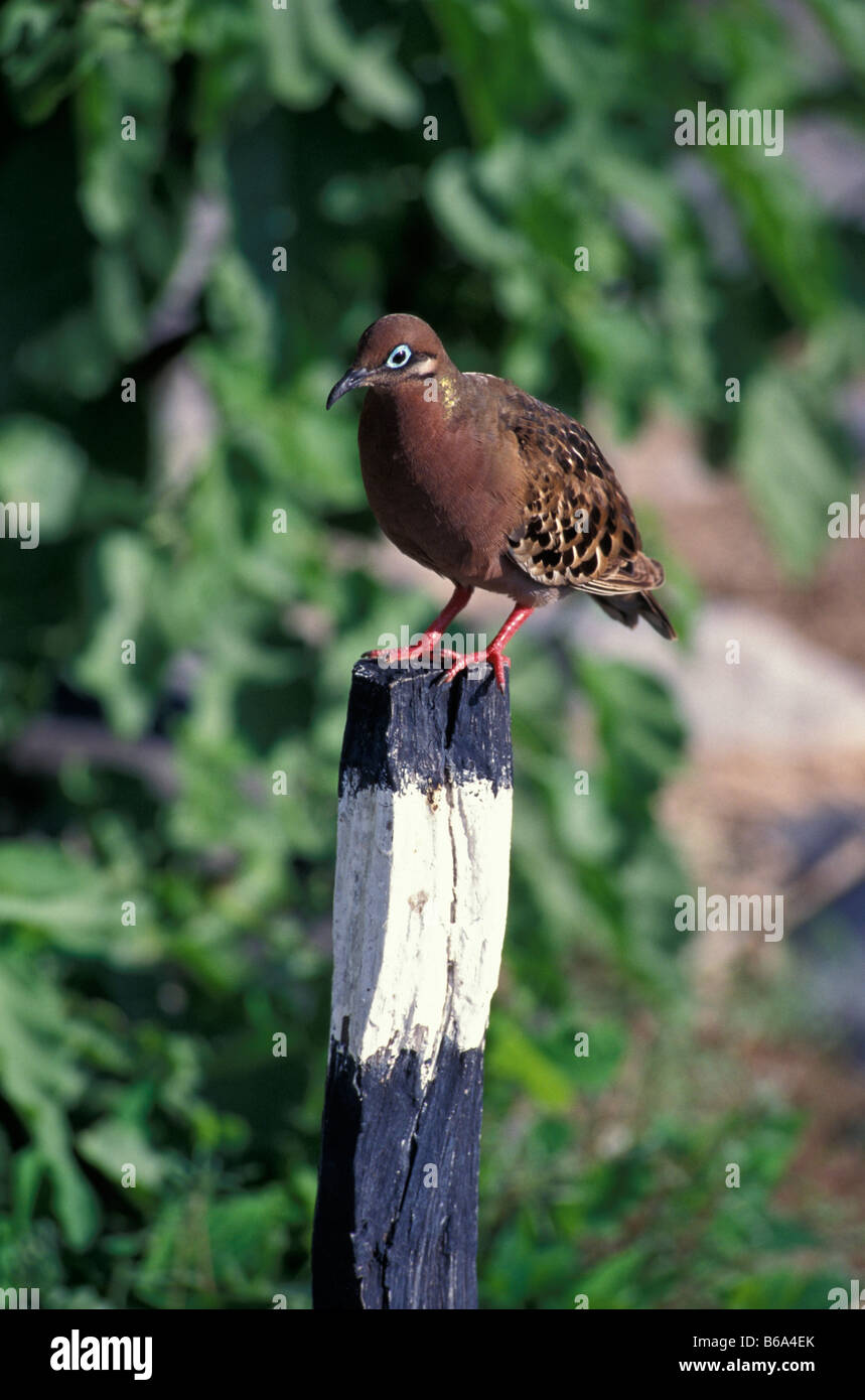 Galapagos Taube thront auf post Stockfoto