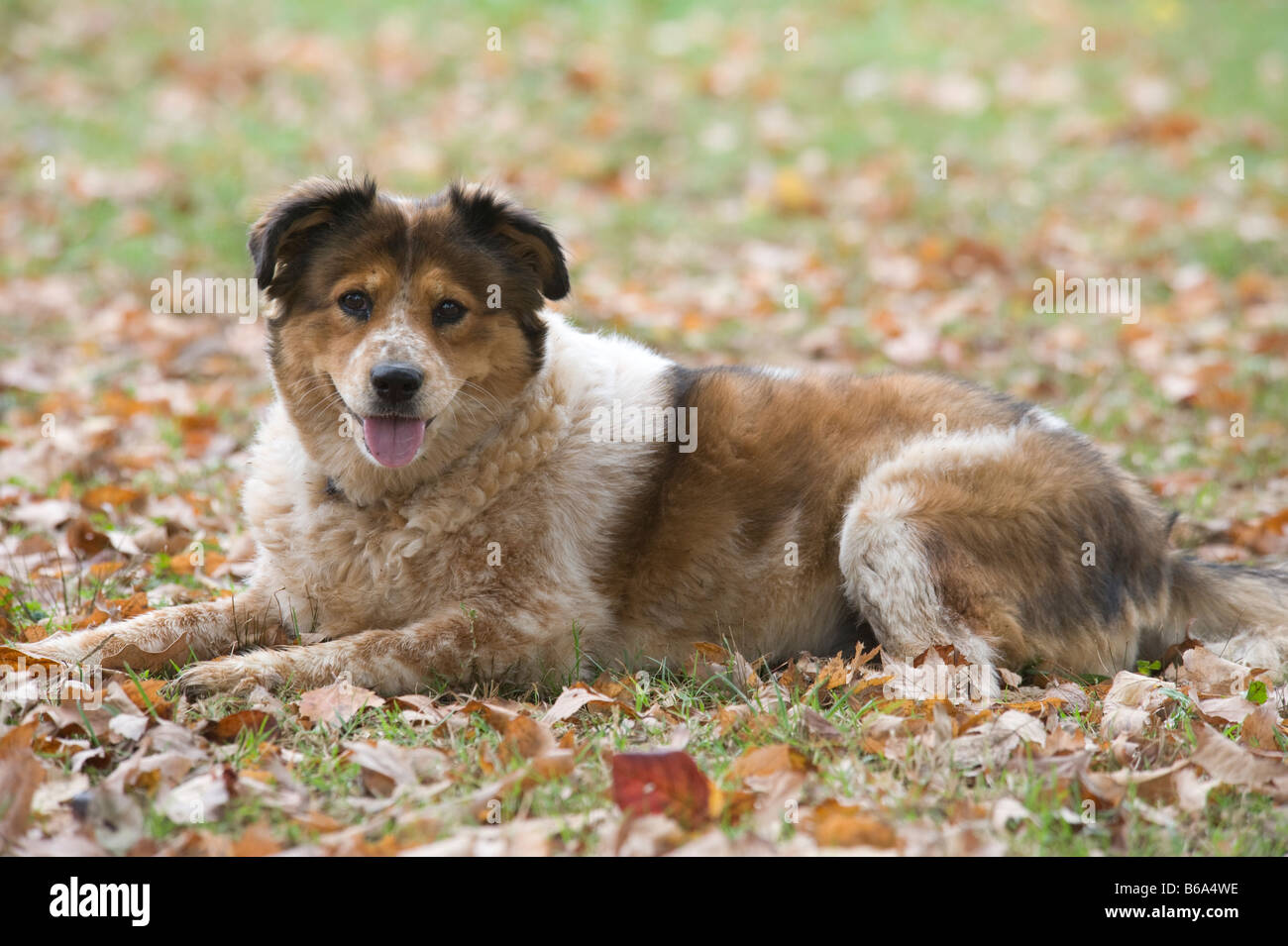 Mischling Hund liegend, Gras und Blätter Stockfoto