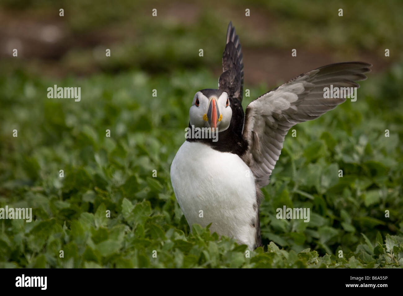 Papageitaucher mit Flügel ausgestreckt auf den Farne Islands vor der Küste von Northumbria, Nordost-England Stockfoto