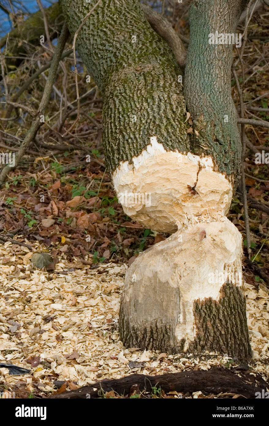 Biber Schaden an Baum Vermont New England USA Stockfoto
