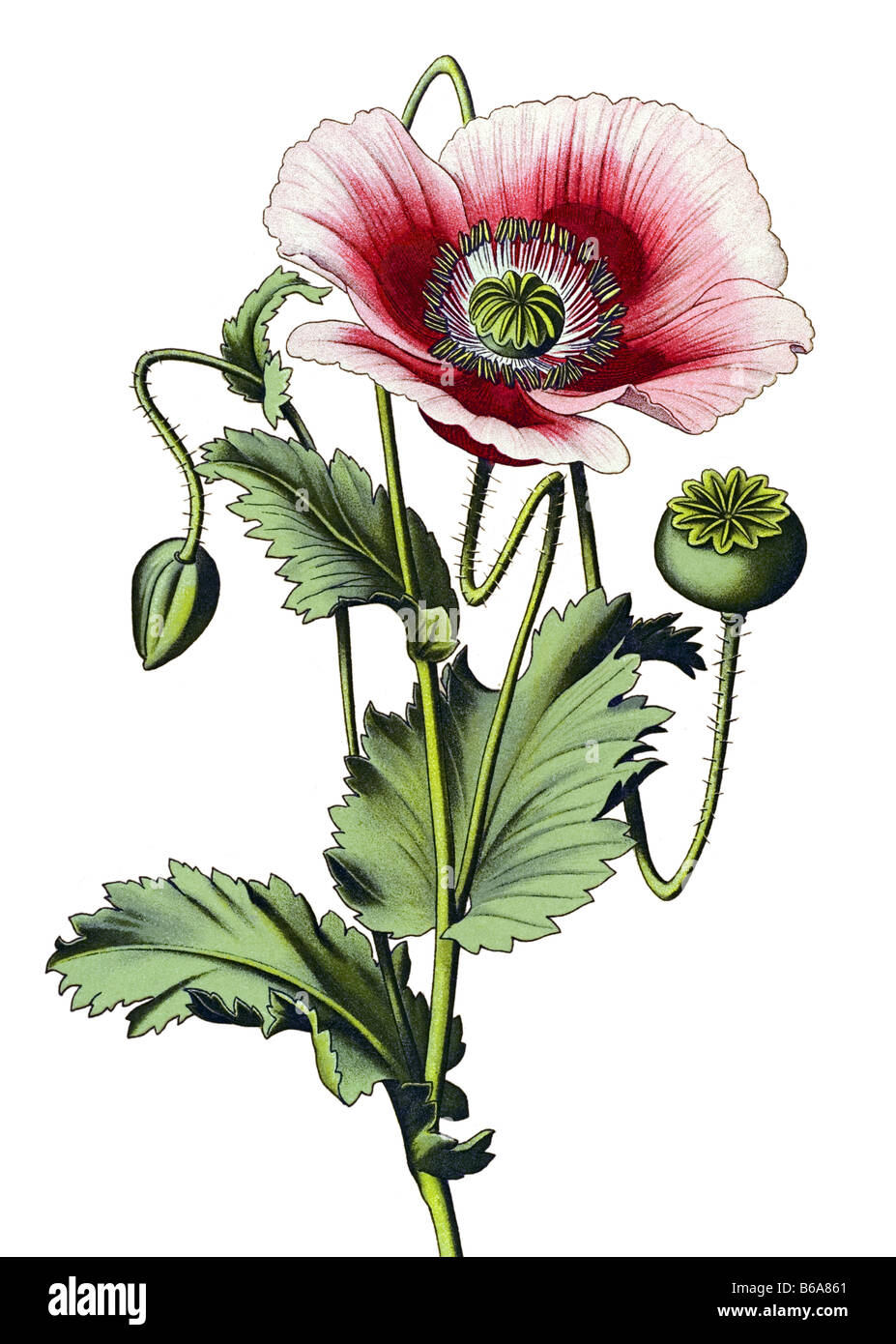 Schlafmohn, Papaver Somniferum giftige Pflanzen Illustrationen Stockfoto