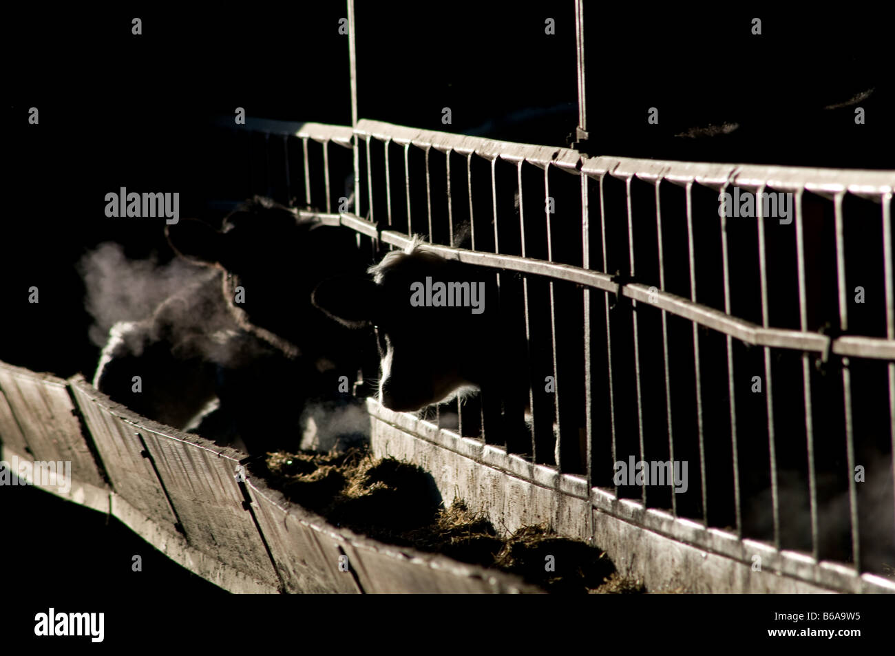 Kühe essen im Trog Stockfoto