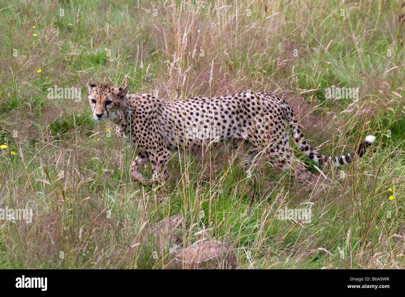 Gepard Stalking-Alarm in Grass [Chester Zoo, Chester, Cheshire, England, Großbritannien, Vereinigtes Königreich, Europa].              . Stockfoto