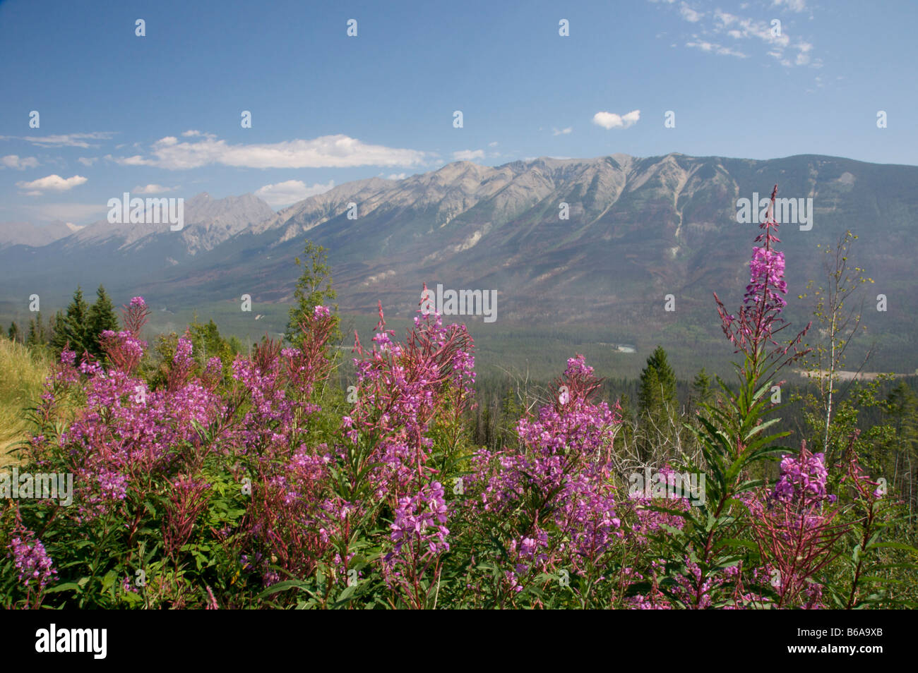 Wildblumen im Kootenay National Park Stockfoto