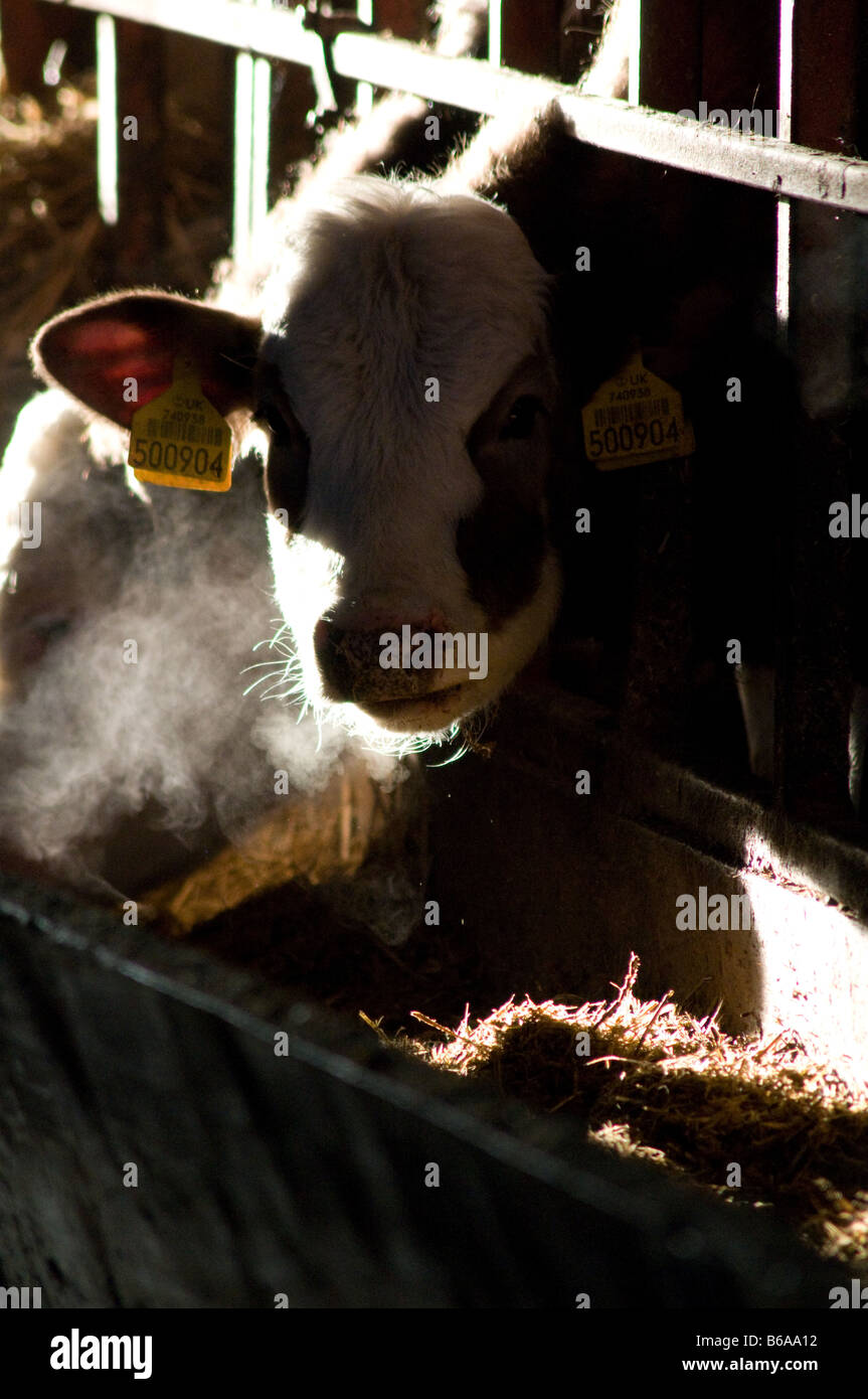 Kuh Essen im Trog Stockfoto
