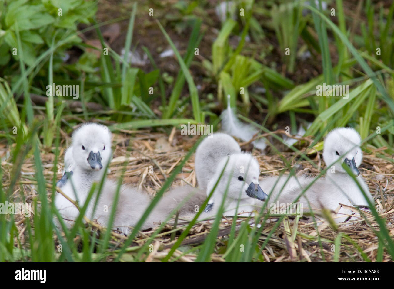 Mute Swan (Cygnus Olor) Cygnets im nest Stockfoto