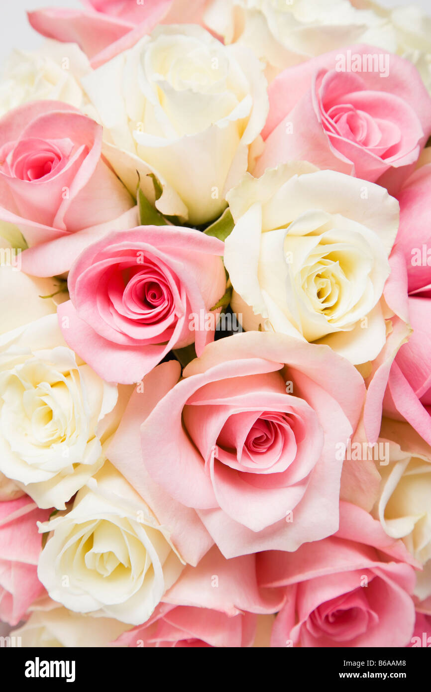 Bouquet von rosa und weiße Rosen, close-up Stockfoto