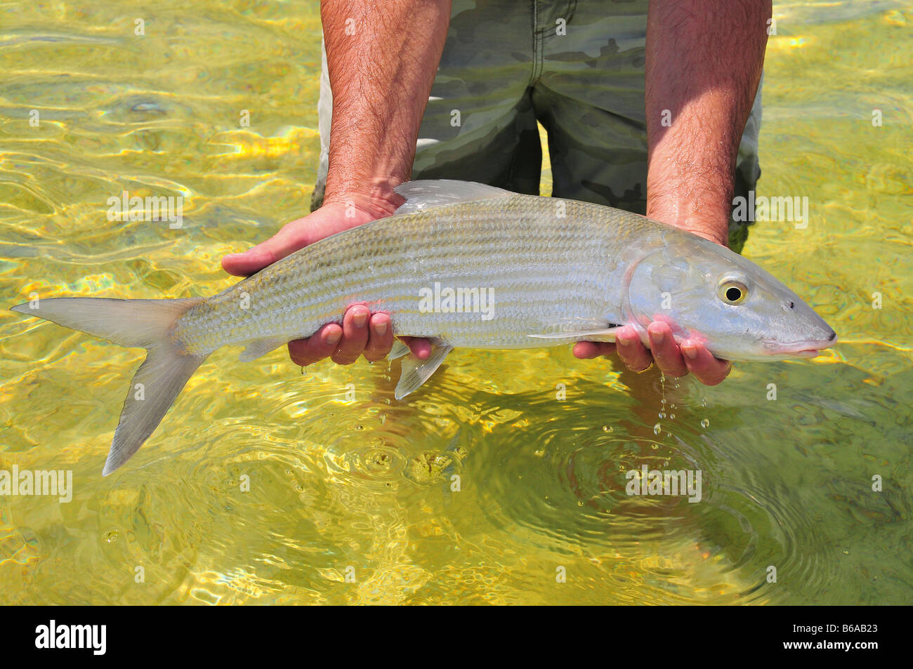 Eine große Knochenfische wird sorgfältig von einem Angler in den flachen Wohnungen freigegeben. Der starke "graue Geist" lebt, einen anderen Tag zu kämpfen. Stockfoto