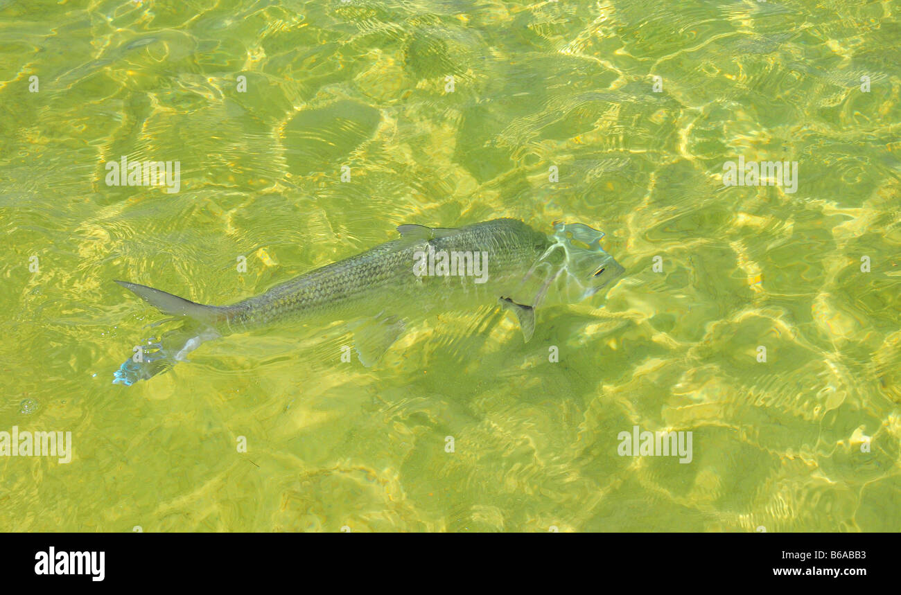 Dieses große, beschatten Bonefish sucht für Garnelen und Krebse in der flachen, klaren Wasser Wohnungen der Bahamas. Stockfoto