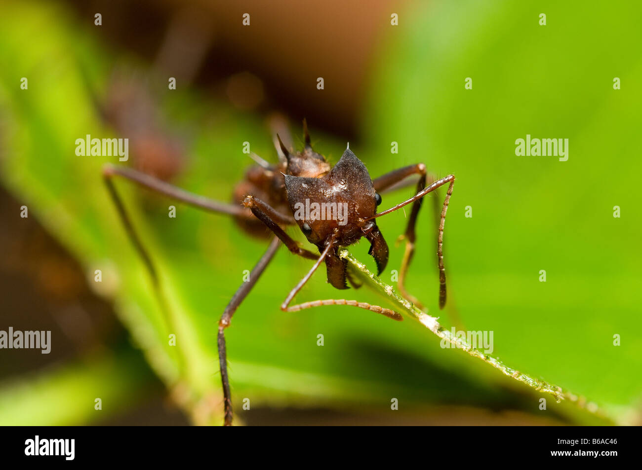 Blatt-Scherblock Ameise schneiden Blatt Atta SP Amazonas-Regenwald. Stockfoto