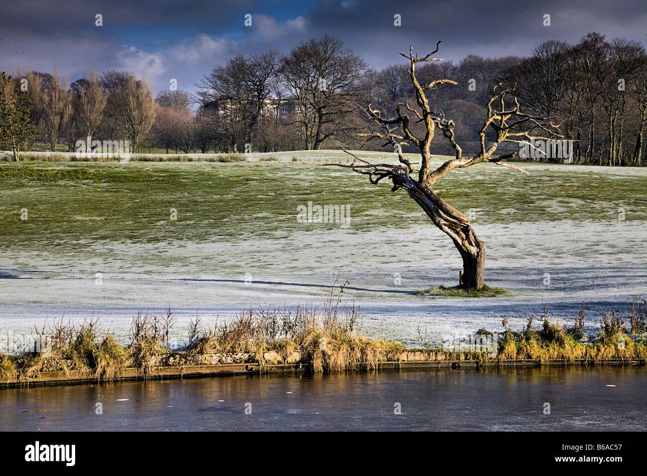 Die krummen Baum im Haigh Hall Country Park Stockfoto