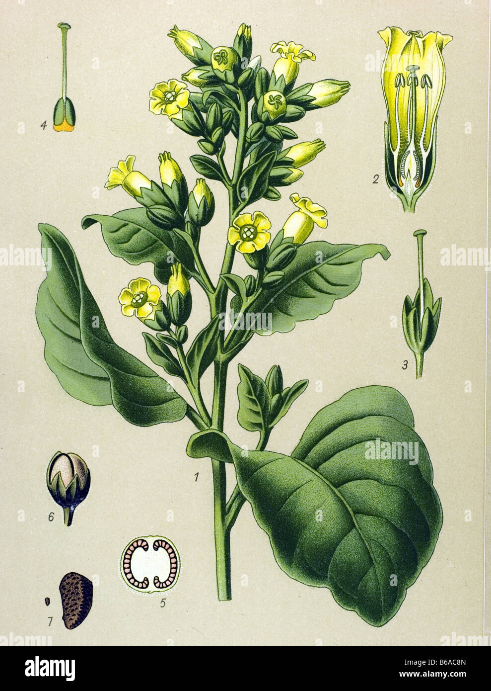 Unsere, Nicotiana Rustica giftige Pflanzen Illustrationen Stockfoto