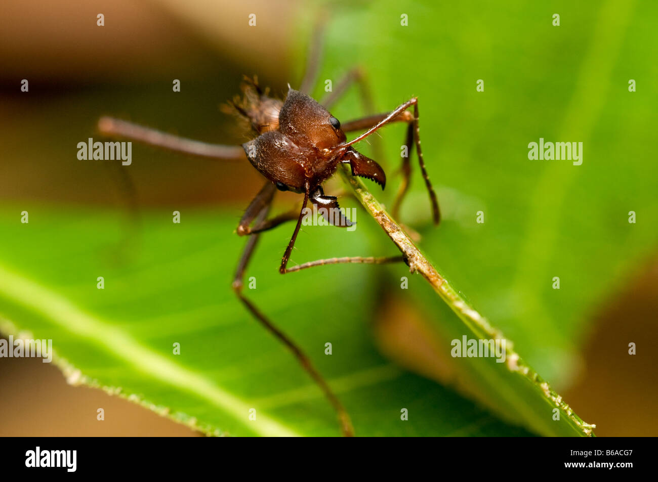 Blatt-Scherblock Ameise schneiden Blatt Atta SP Amazonas-Regenwald. Stockfoto