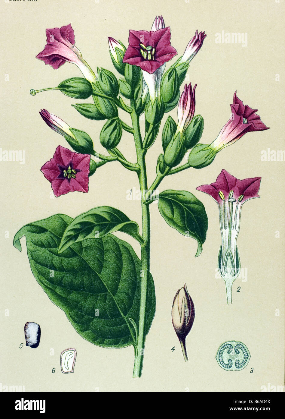 Angebauten Tabak Nicotiana Tabacum Giftpflanzen Illustrationen Stockfoto