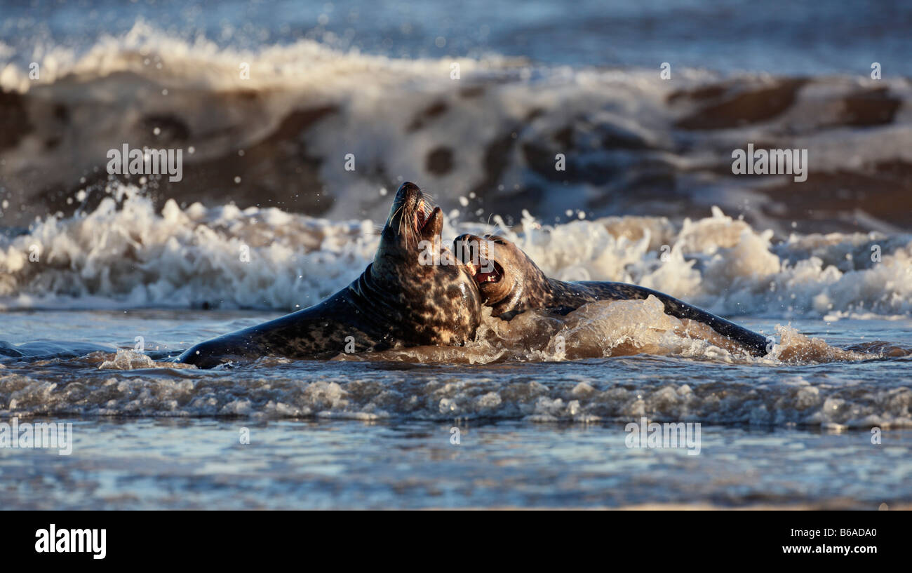 Graue Dichtung Halichoerus Grypus spielen kämpfen im Meer Donna Nook Lincolnshire Stockfoto