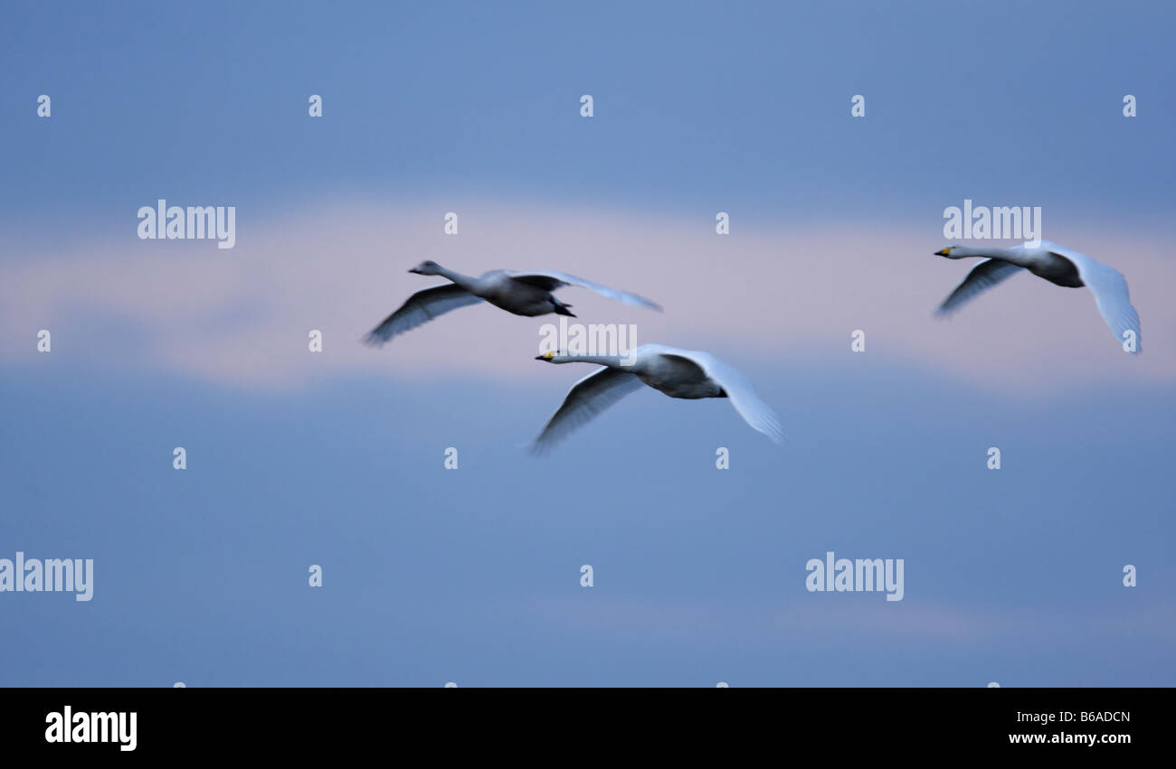 Whooper Schwäne Cygnus Cygnus im Flug am frühen Morgen Welney Norfolk Stockfoto
