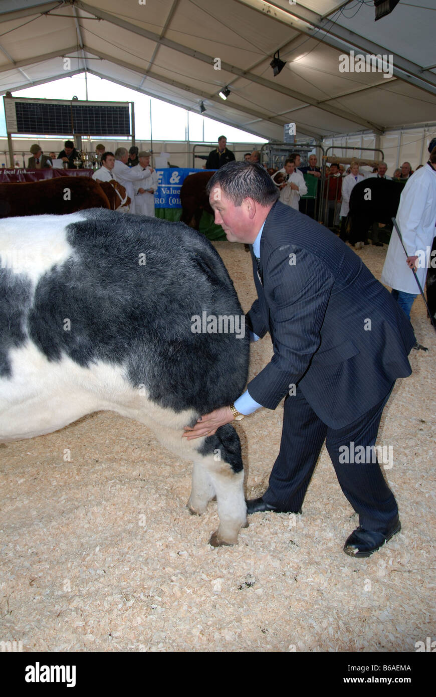 eine Kuh, bei einer ländlichen stock Show beurteilt Stockfoto