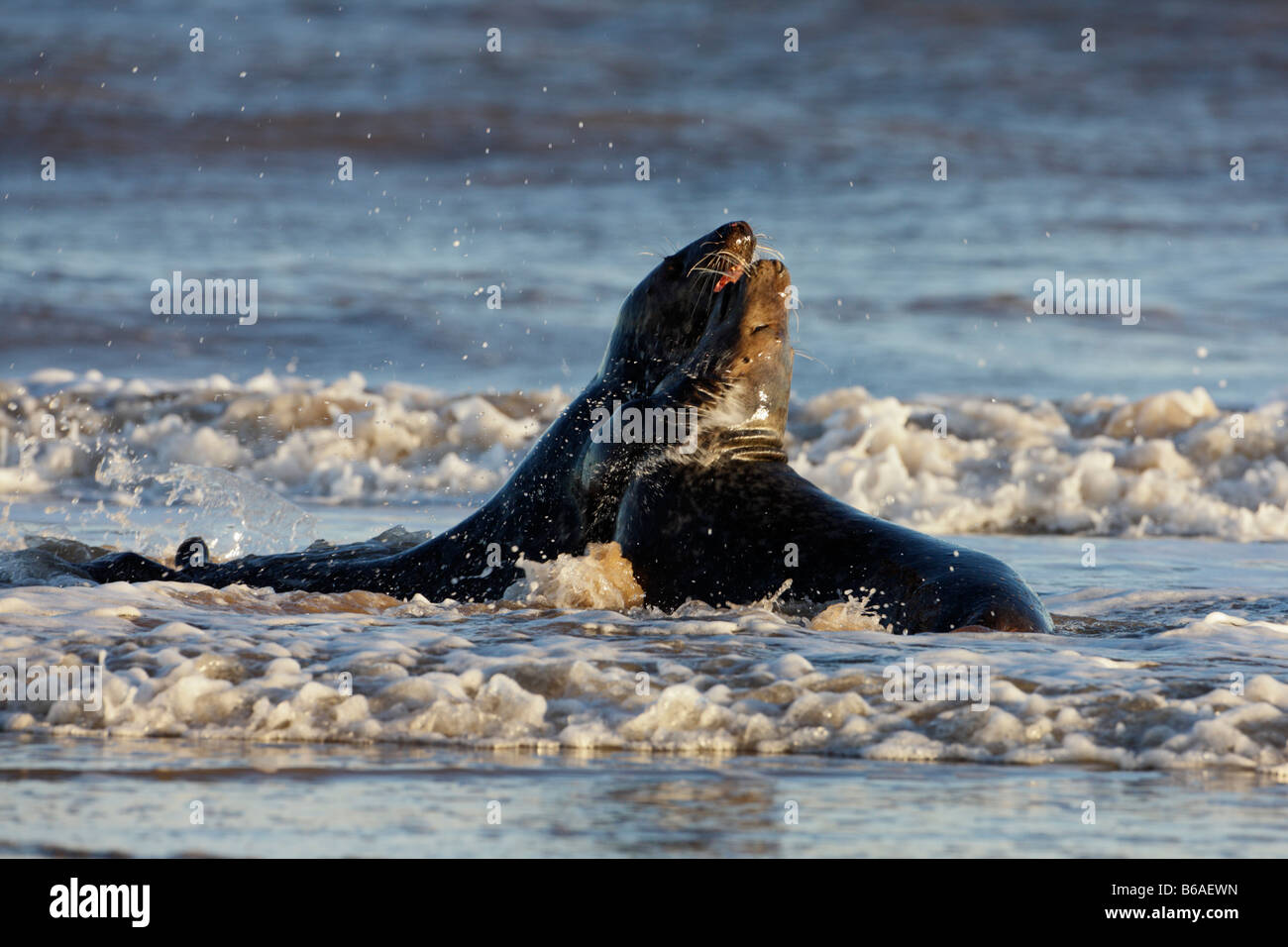 Graue Dichtung Halichoerus Grypus spielen kämpfen im Meer Donna Nook Lincolnshire Stockfoto