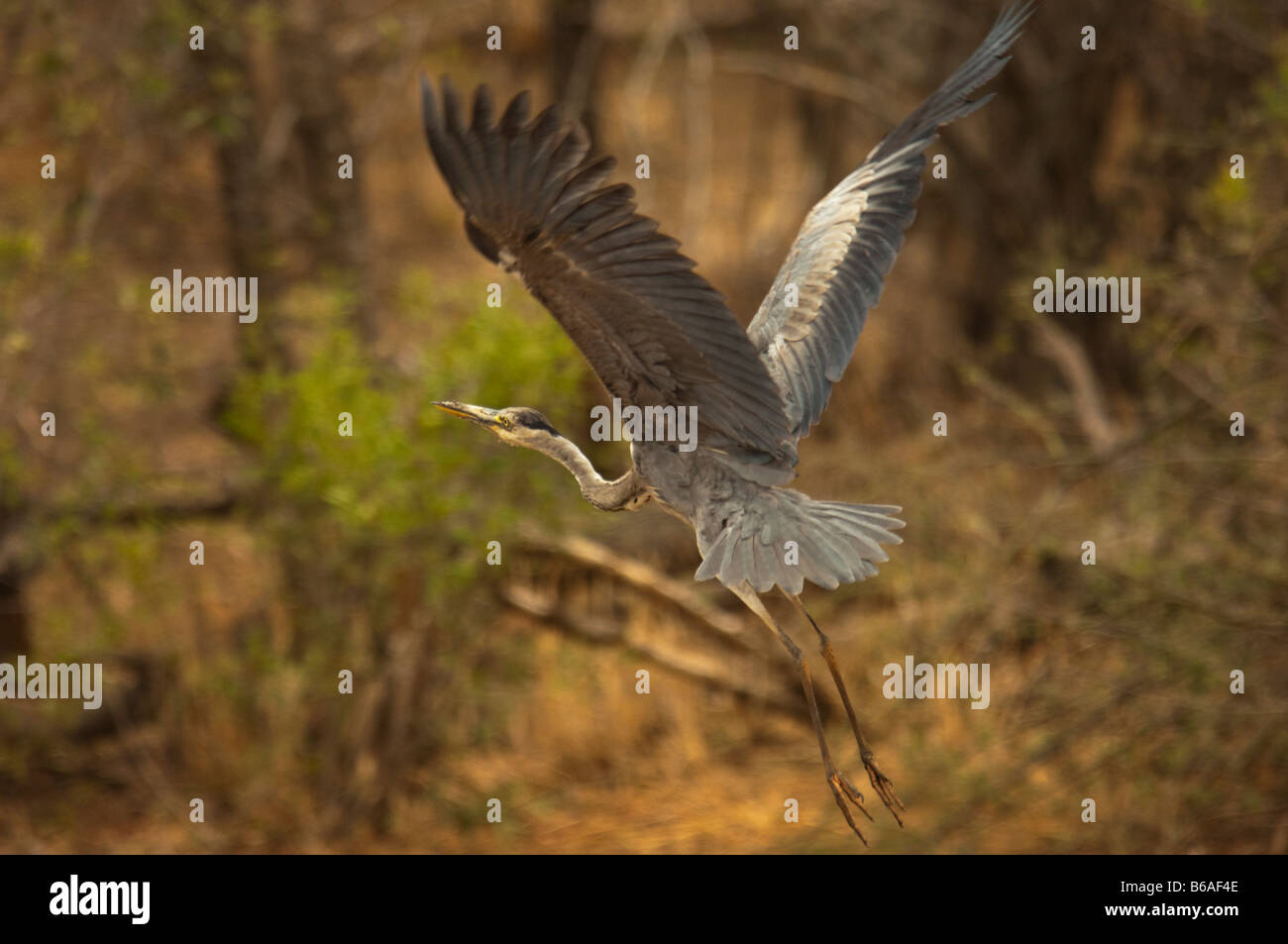 wild wild grau Reiher Ardea Cinerea am Wasserloch Süd-Afrika Südafrika Wasserflug fliegen fliegen fliegenden Vogel Wildtiere Held Stockfoto