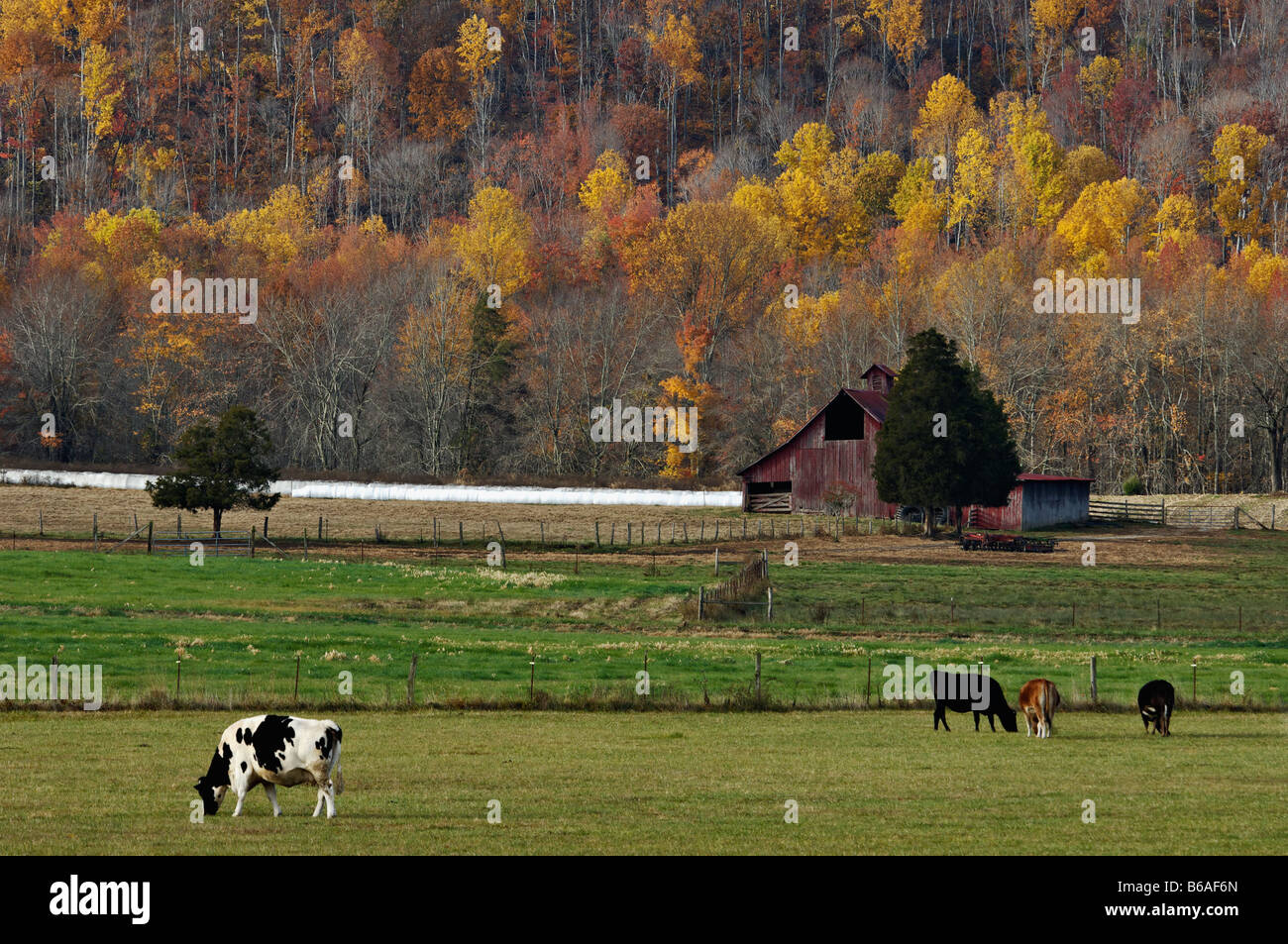 Rote Scheune Rinder und Herbst Hügel in grasbewachsenen Bucht Cumberland County Tennessee Stockfoto