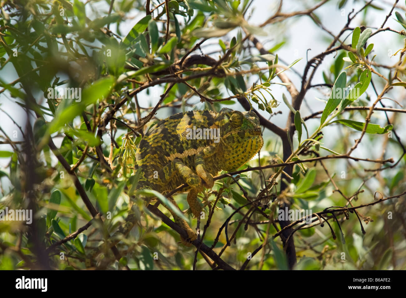 wilde Tierwelt Chamäleon Chamäleon 1 eine einzelne grün weiß braun Südafrika Chamäleon auf einen Zweig grünen Hintergrund hell bri Stockfoto