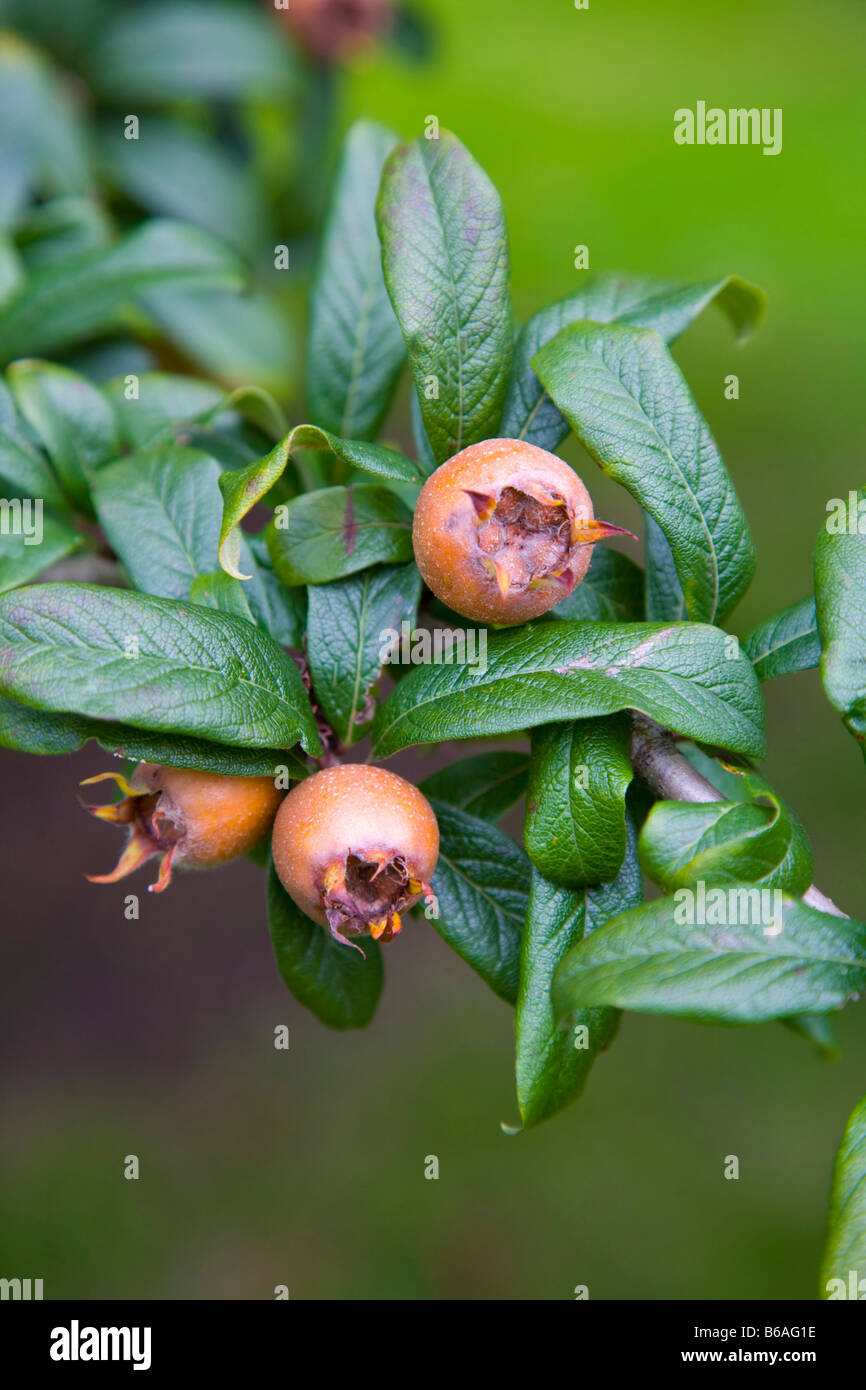 MISPEL CANESCENS GERMANICA Stockfoto