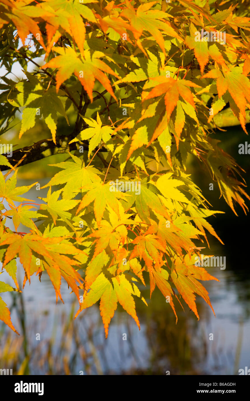 Korallen bellen Ahorn Acer Palmatum Sango Kaku Stockfoto