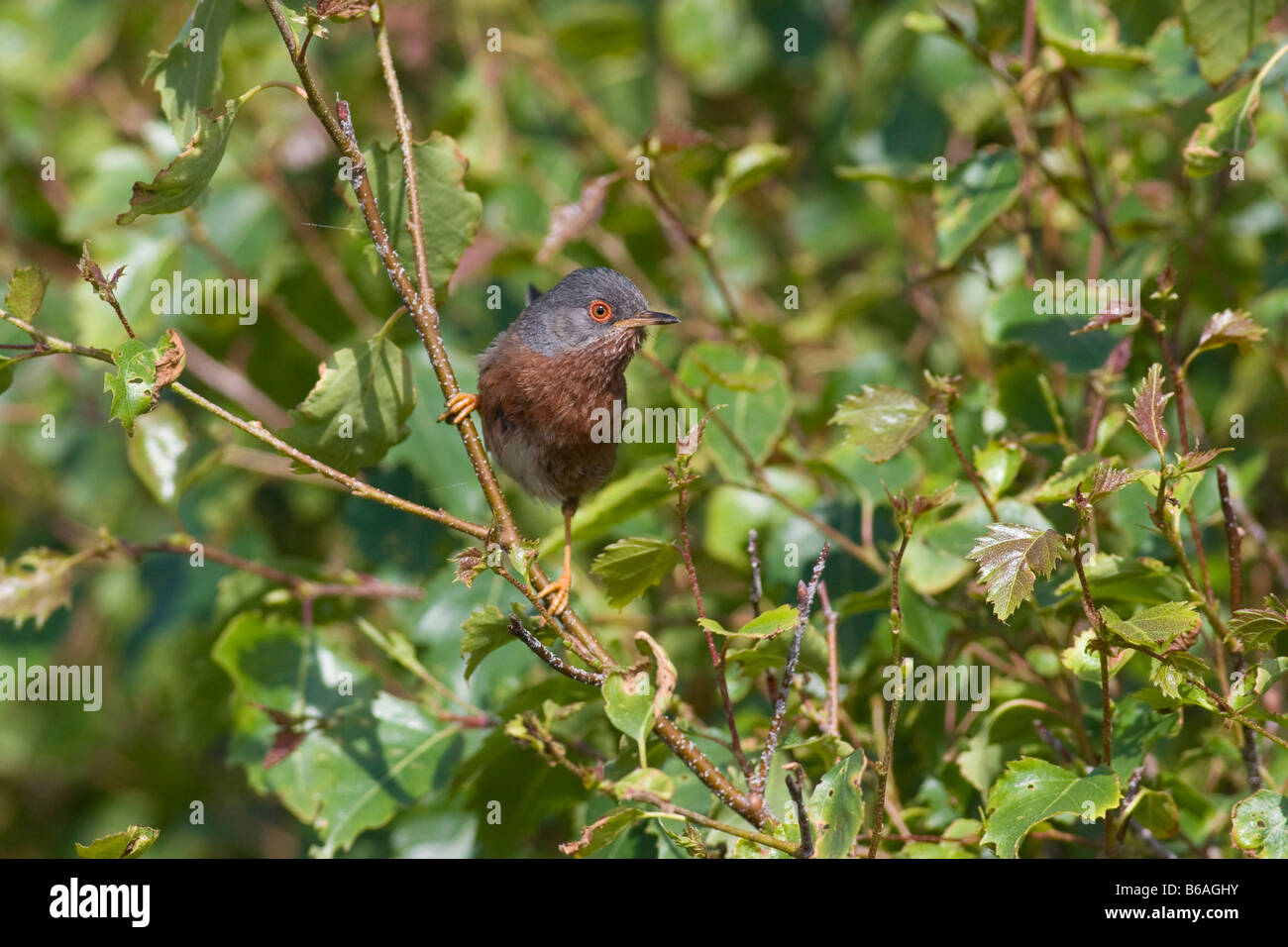 Dartford Warbler (Sylvia Undata) in einem Busch Stockfoto