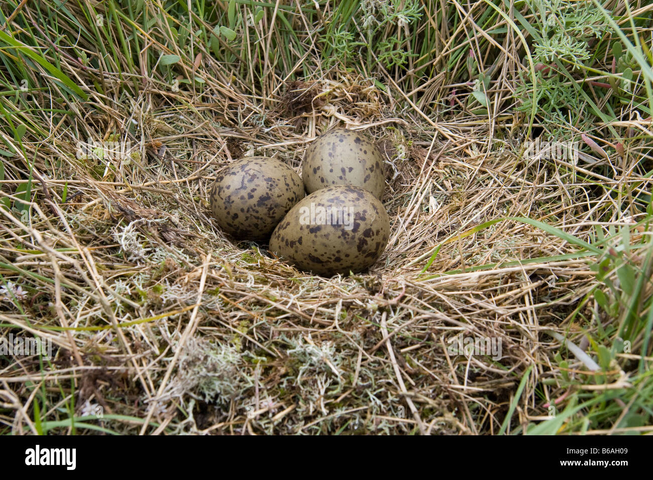 Weniger schwarz backed Gull (Larus Fuscus) Nest mit Eiern Stockfoto