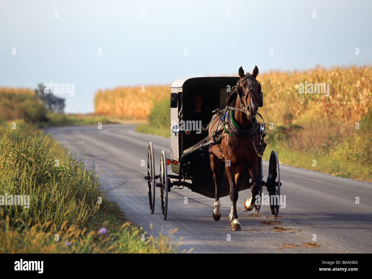 Amische Pferd gezeichneten Buggy auf der Landstraße, Lancaster County, Pennsylvania, USA Stockfoto