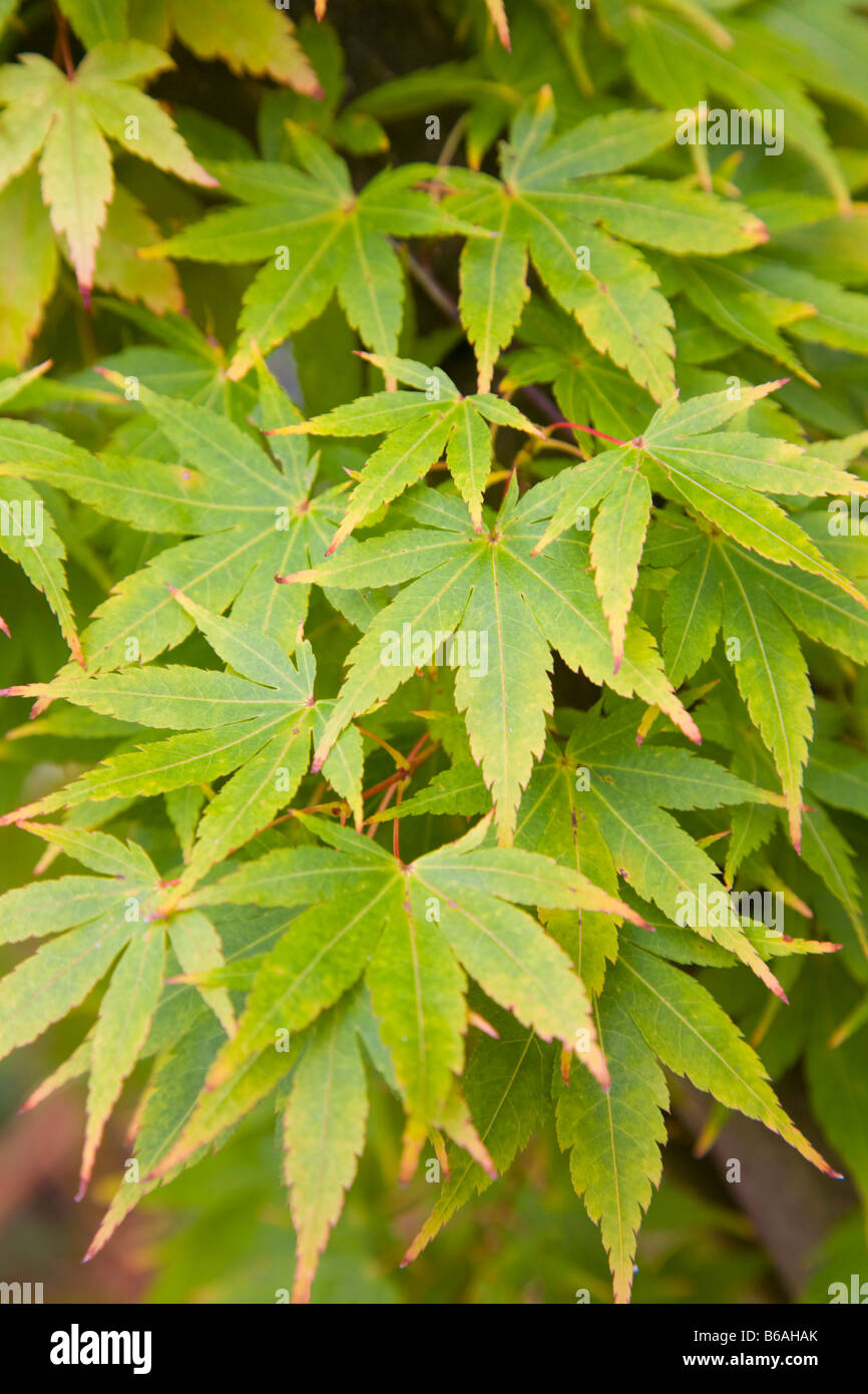 KORALLEN RINDE AHORN ACER PALMATUM Stockfoto