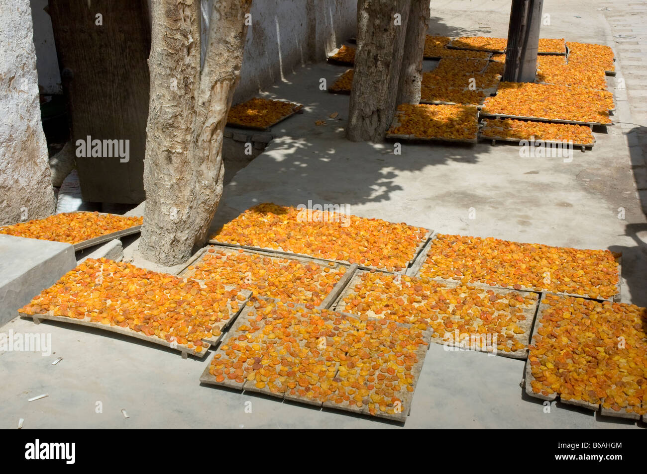 Aprikosen auf der Straße unter der Sonne liegend trocknen Stockfoto