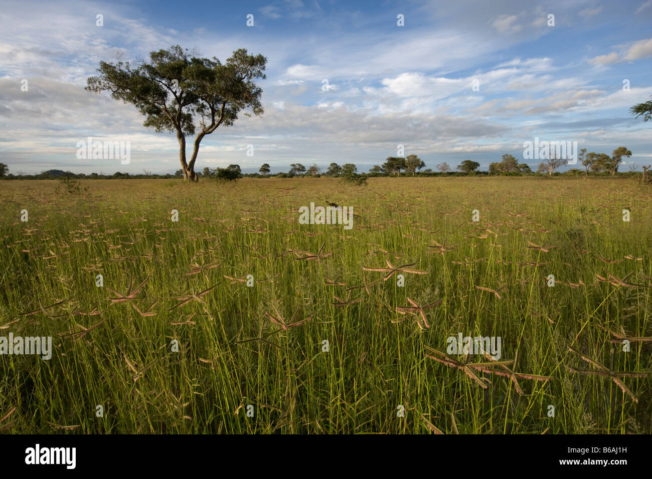 Afrika Botswana Chobe Nationalpark hohen Rasen wächst während der Regenzeit in Savuti Marsh Stockfoto