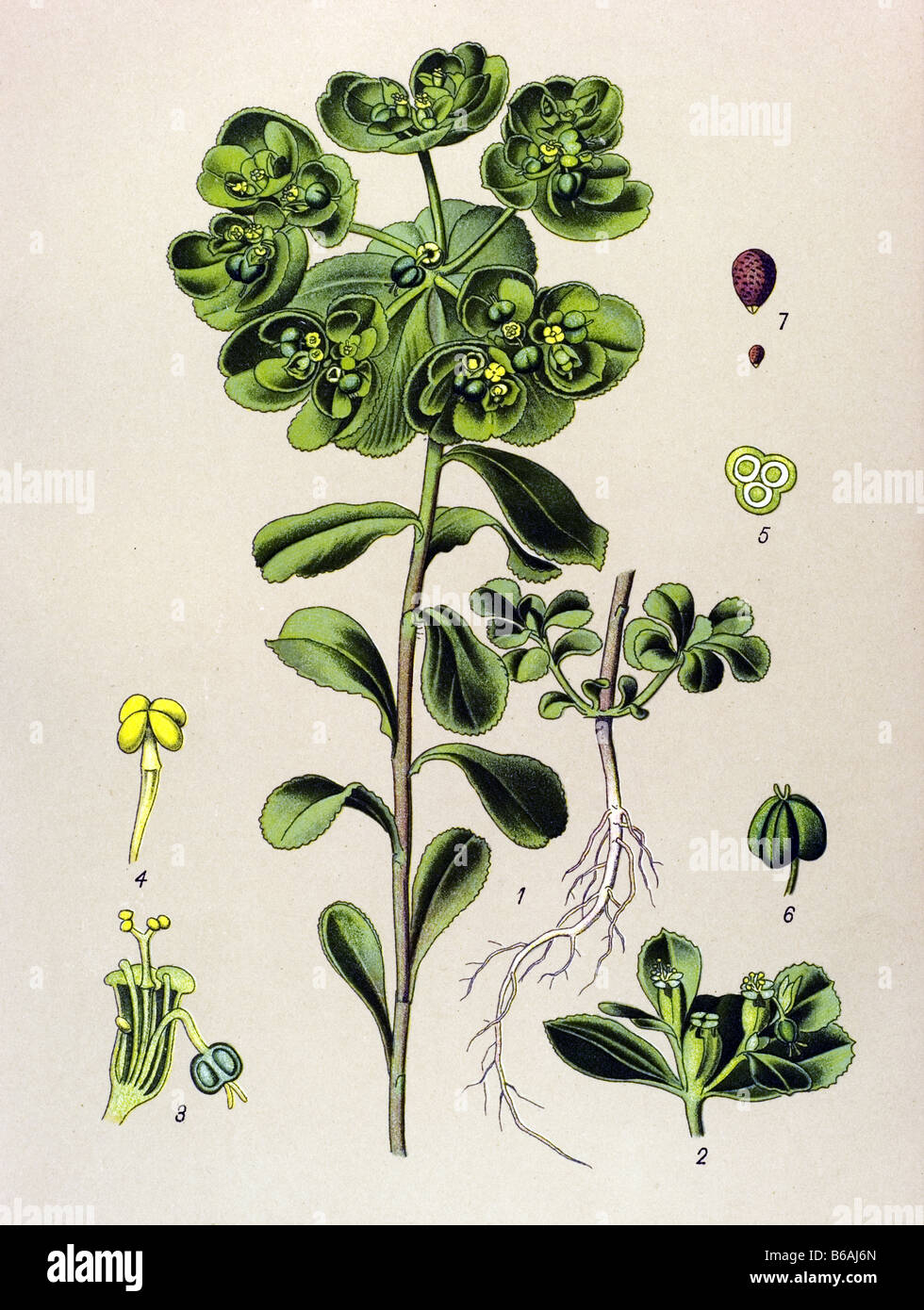Sun-Wolfsmilch, Euphorbia Helioscopia, giftige Pflanzen Illustrationen Stockfoto