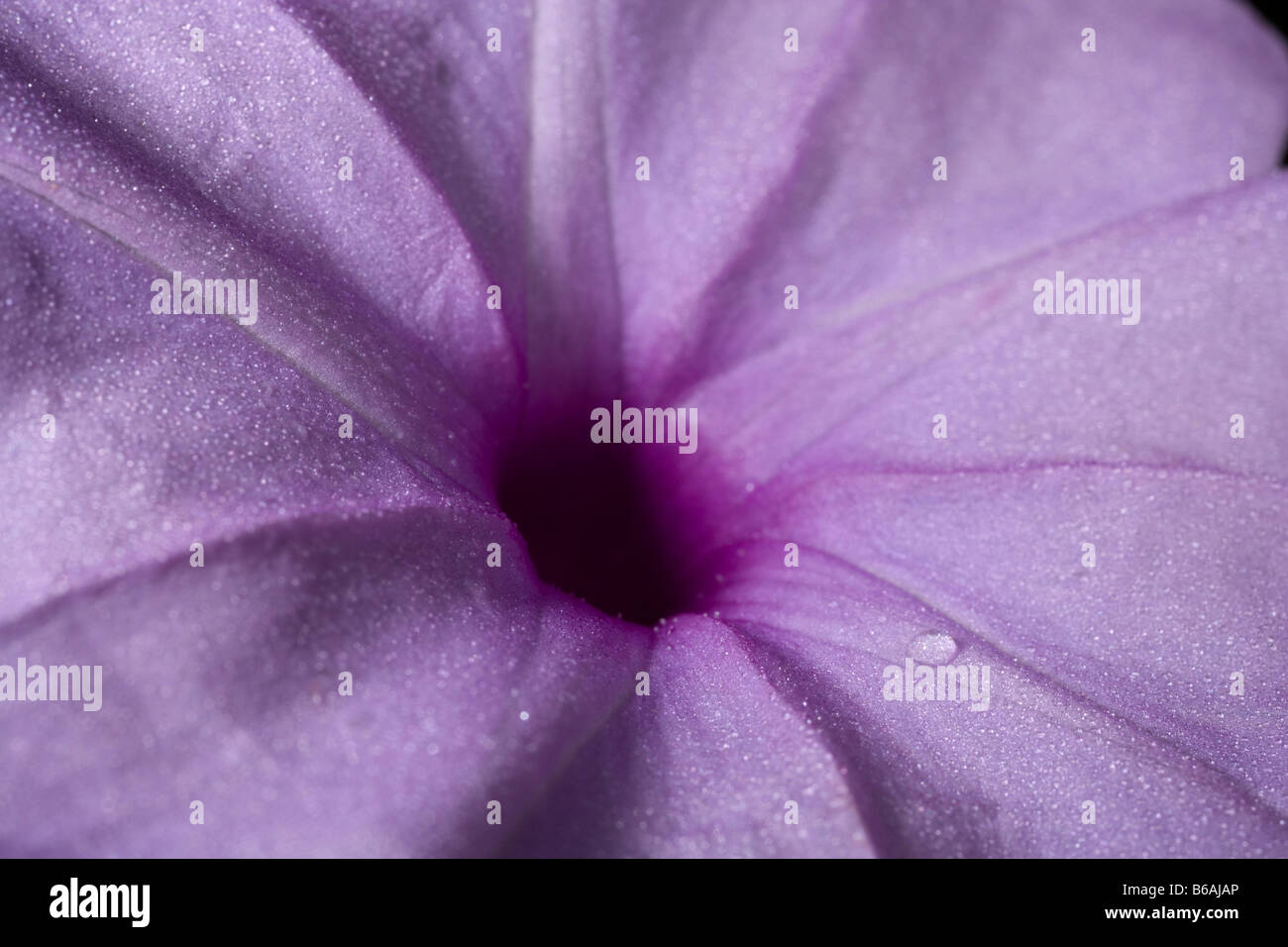 Afrika Botswana Chobe National Park Makro Ansicht von rosa Wildblumen in Savuti Marsh während der Regenzeit Stockfoto