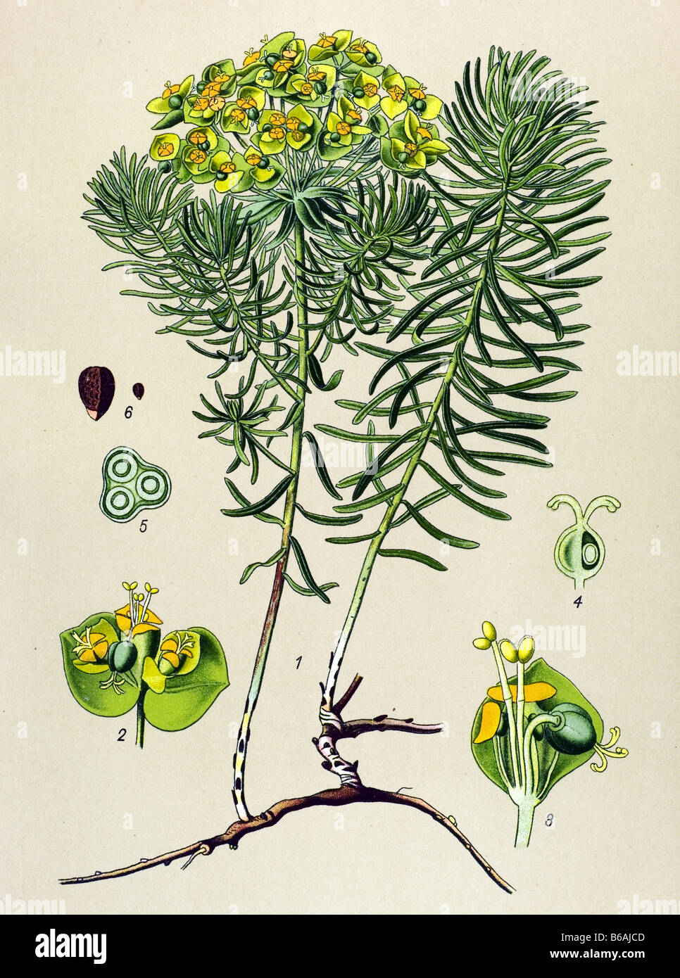 Friedhof Unkraut, Euphorbia Cyparissias, Giftpflanzen Illustrationen Stockfoto